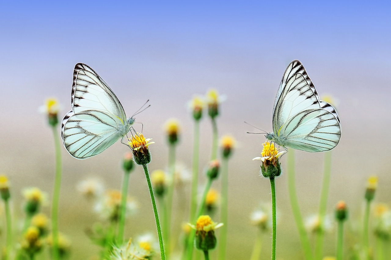 butterflies flowers pollinate 1127666